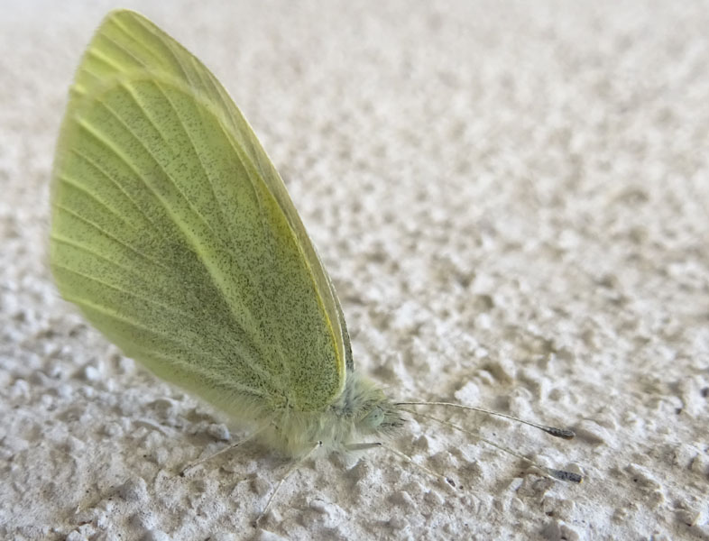 Pieris rapae - Pieridae